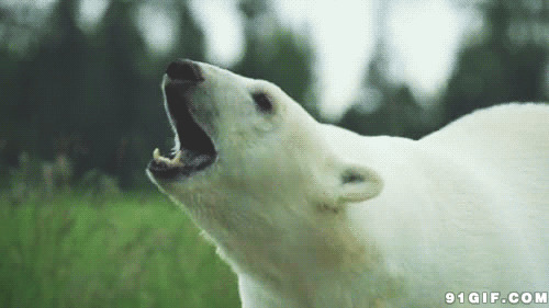 北极熊嚎叫动态图:北极熊