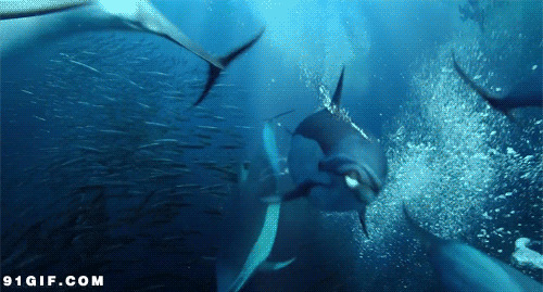 海豚深海畅游动漫图片