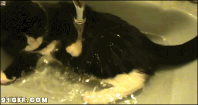 小黑猫洗澡gif图片