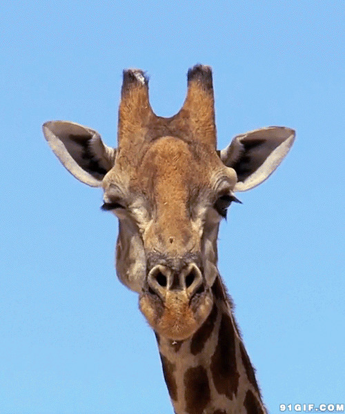 长颈鹿眨眼睛动态图片:长颈鹿