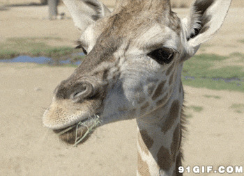 长颈鹿吃草gif图片:长颈鹿