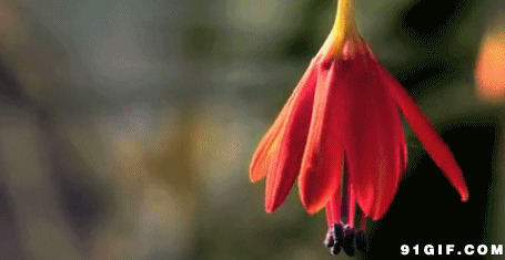 鲜艳的红花开动态图片:花开