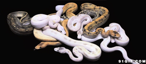盘旋的毒蛇动态图片:毒蛇