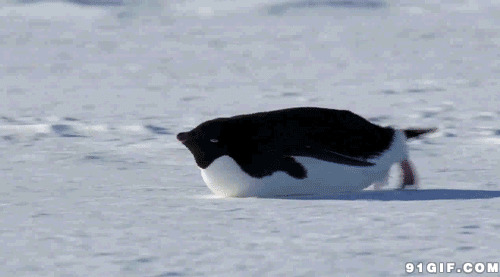 北极企鹅滑雪动态图:企鹅