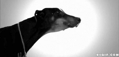 黑狗狂叫gif图片:狗狗