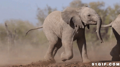 大象和小象gif图片:象群