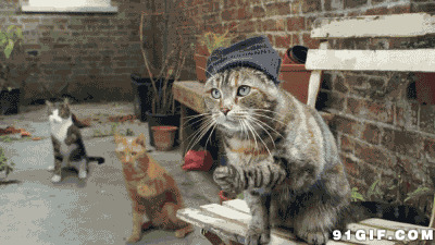 猫咪打节拍搞笑图片:猫猫