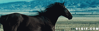 黑马平原奔跑动态图:黑马