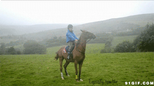 骑手训马动态图片:骑马