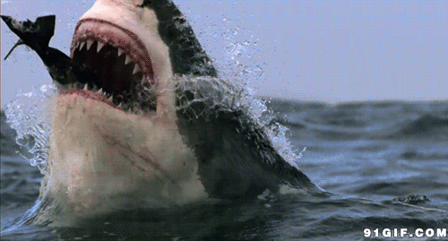 恐怖大鲨鱼gif图片:鲨鱼