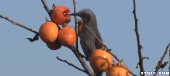 小鸟吃树上水果gif图片