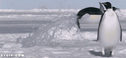 企鹅冰河跳跃gif图片:企鹅