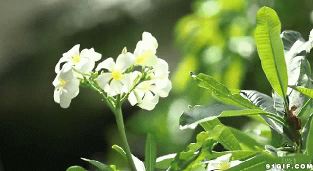 青叶小白花动态图片:花朵