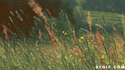 风吹青青野草动态图片:野草
