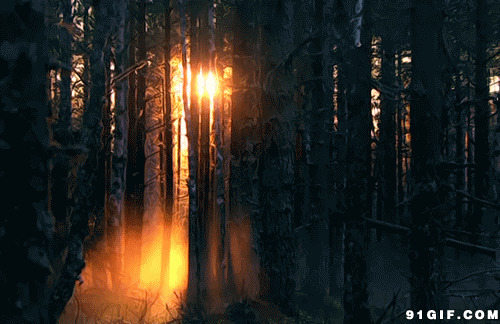 森林透射阳光gif图片