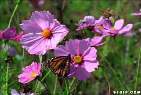 彩蝶采花动态图片