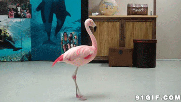 粉色尖嘴鹤gif图片:打转