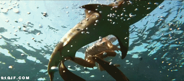 海底潜水遇鲨鱼闪图:鲨鱼