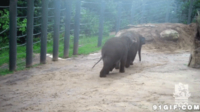 小象走路动态图片