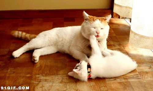 两只猫咪玩耍gif图