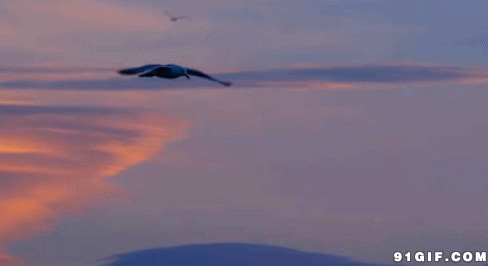海鸥天空展翅飞闪图:海鸥