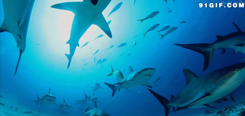 海底鲨鱼群gif图片:鲨鱼