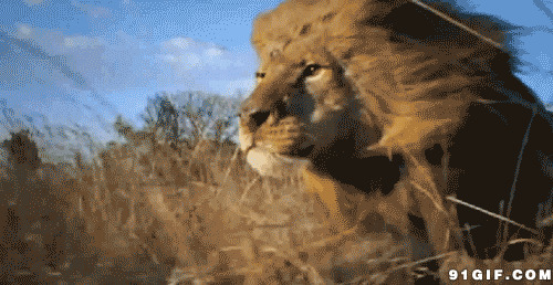 猛兽狮子奔跑动态图
