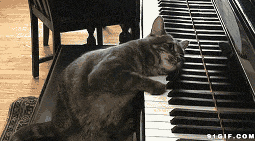 淘气黑猫弹钢琴gif图片