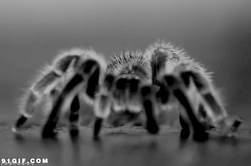 黑色大蜘蛛gif图片:蜘蛛