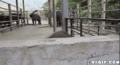 大象翻墙动态图片:大象