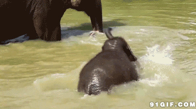 小象河中戏水闪图:小象