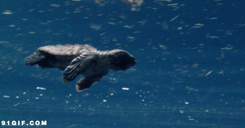 小海龟潜水gif图:海龟