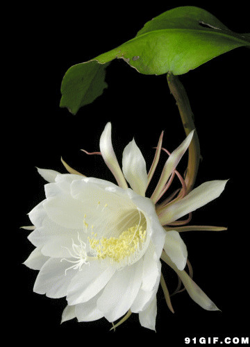 白色花盛开动态图片:花开