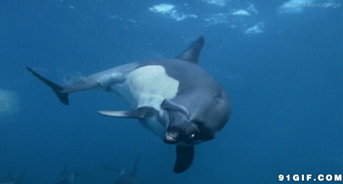 海底鲸鱼gif图片:鲸鱼