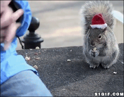 圣诞小松鼠gif图片:松鼠