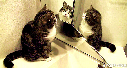 猫咪照镜子gif图片:猫猫