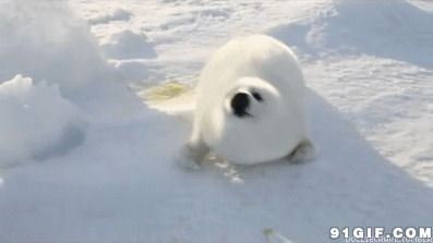 呆萌可爱北极熊闪图:北极熊