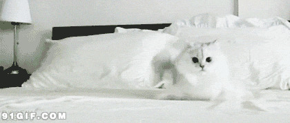 逗比小白猫gif图片:猫猫