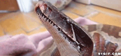 抚摸大蟒蛇gif图片:大蟒蛇
