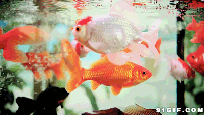 鱼缸里的金鱼gif图片:金鱼