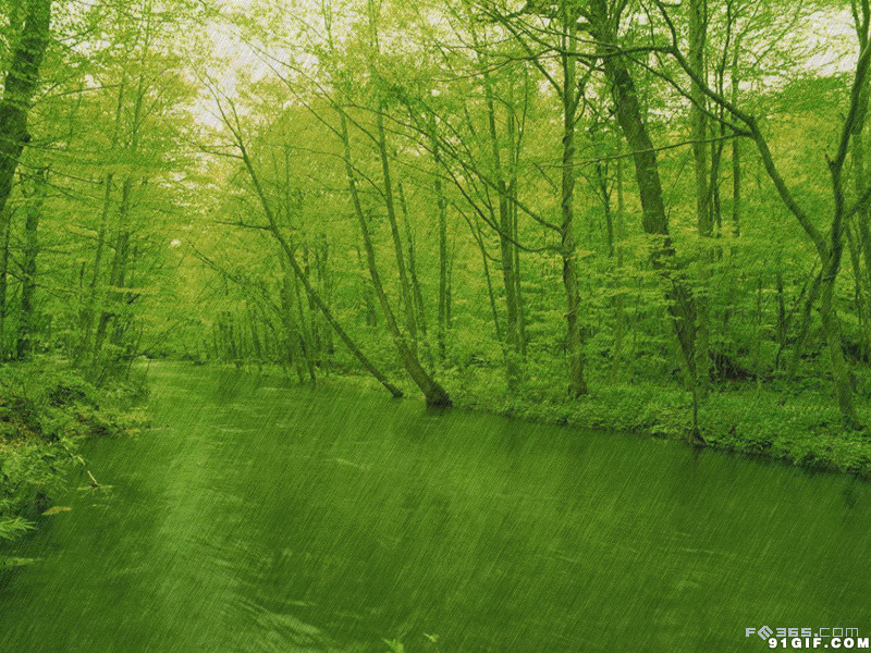 绿色密林雨景动态图:雨景