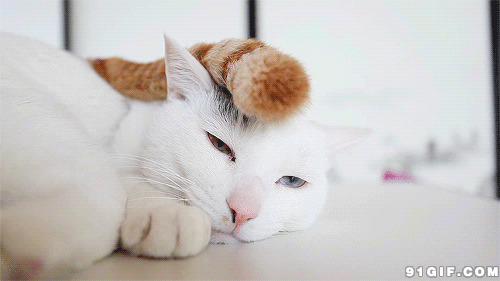 懒惰的白猫gif图片:猫猫
