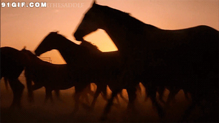 黄昏落日的马群动态图