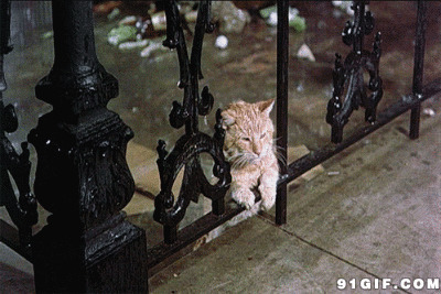 雨天无助的猫咪动态图:猫猫