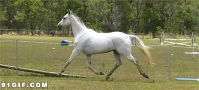 白马赛场奔跑gif图片:白马