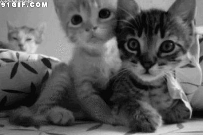 两只可爱小猫咪闪图