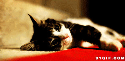 耍赖的小懒猫gif图片:猫猫