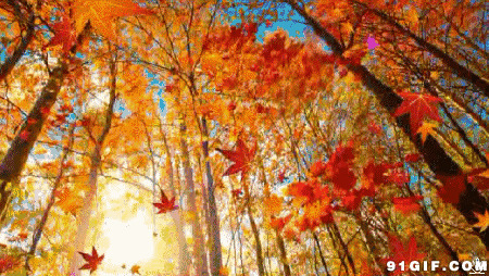 秋天飘落的红叶唯美图片
