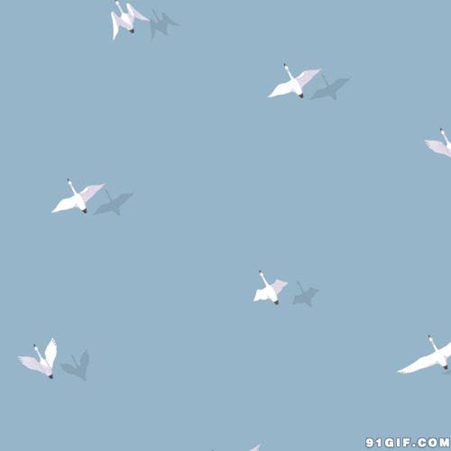 天上天鹅展翅飞卡通图片:天鹅