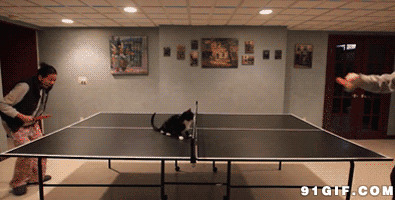 打乒乓球逗猫咪gif图片